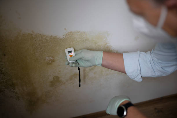 Best Crawl Space Mold Removal  in Ruhenstroth, NV