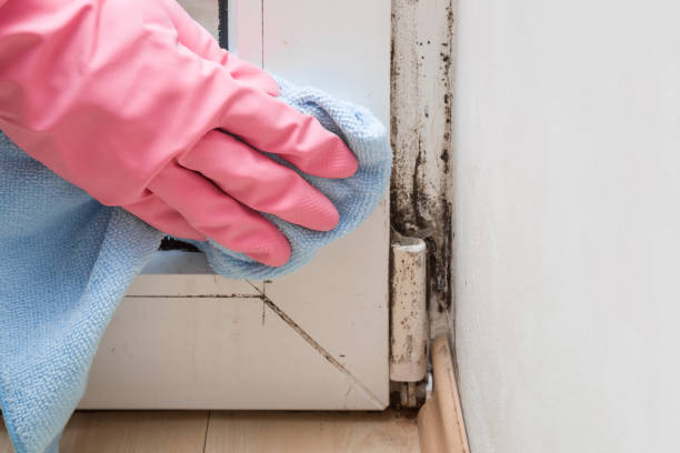 Best Black Mold Removal  in Ruhenstroth, NV